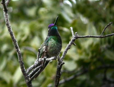 Magnificent Hummingbird Male 0205-3j Madera Canyon, AZ