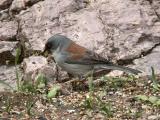 Yellow-eyed Junco  0205-2j  Madera Canyon, AZ