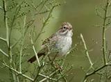 Brewers Sparrow 0205-1j  Tucson