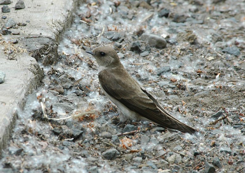 Rough Winged Swallow 0604-1j  Hardy Canyon