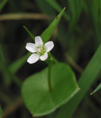5 Tiny Petals.jpg