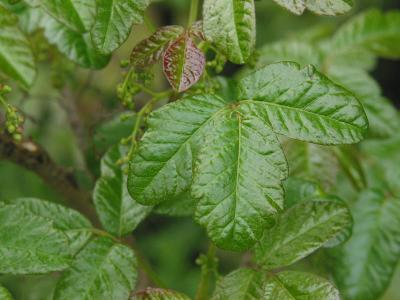 Poison Oak.jpg
