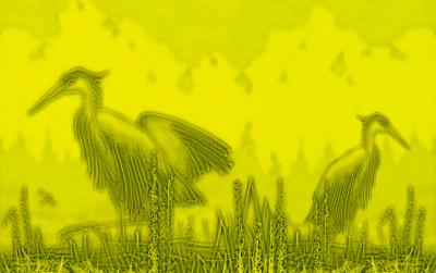 oiseaux_birds_raptor_664