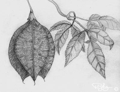 Stafilier (staphylier) faux pistachier  / Bladdernut shrub seedpods