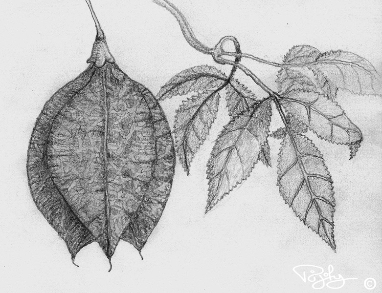 Stafilier (staphylier) faux pistachier  / Bladdernut shrub seedpods