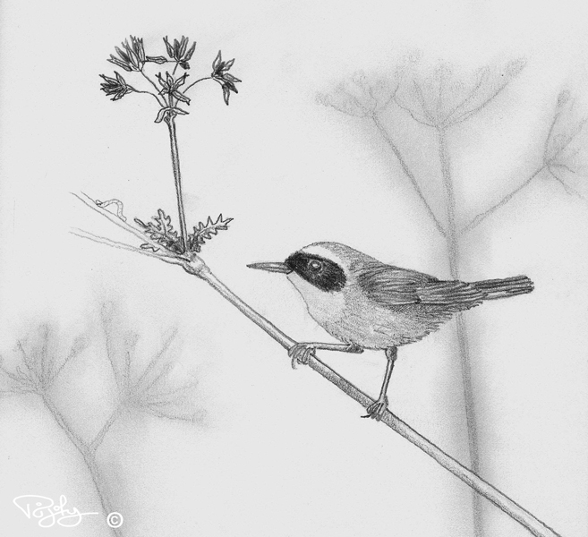Paruline masque   / dessin PiJoly