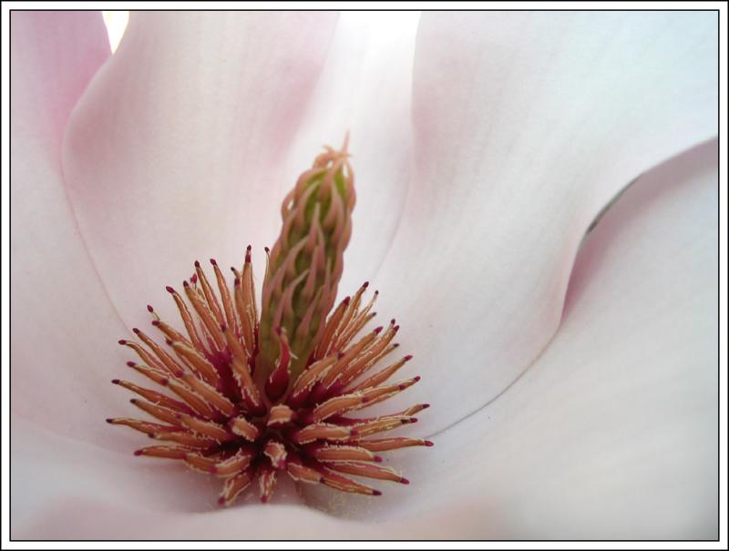 chez moi - fleur de magnolia