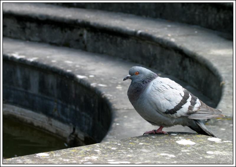 pigeon de fontainebleau
