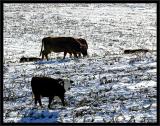 Cows on snow