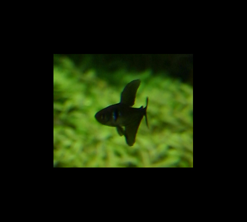 41th day - Black Phantom