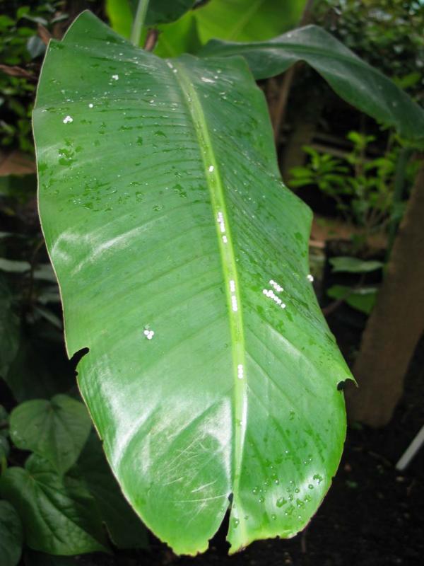 Butterfly(?) Eggs on Banana