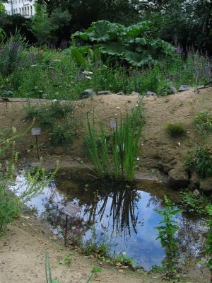 Wetland