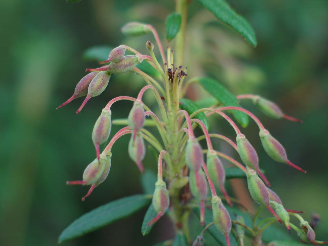 Fruit
