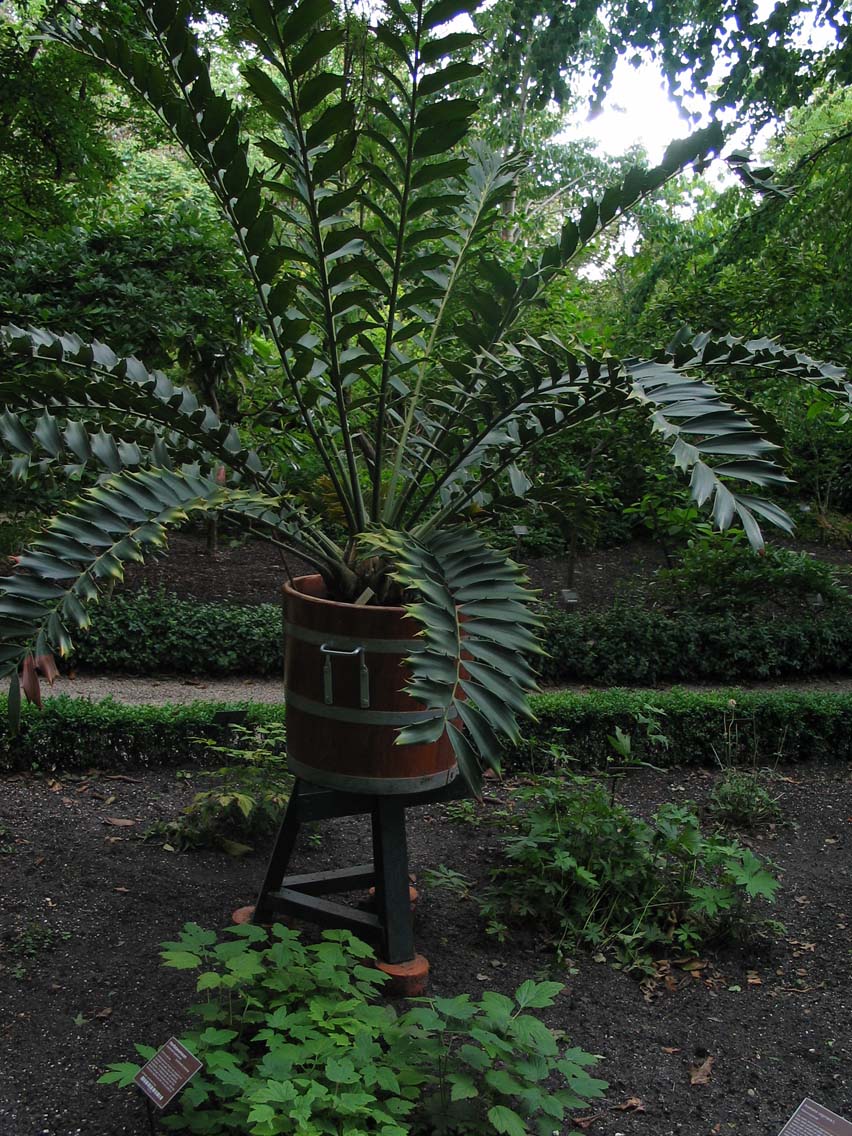 Cycad in Pot