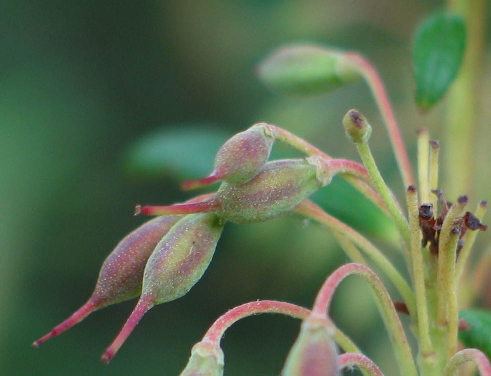 100% crop of previous Fruit