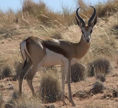 Namibia 2004 Fauna