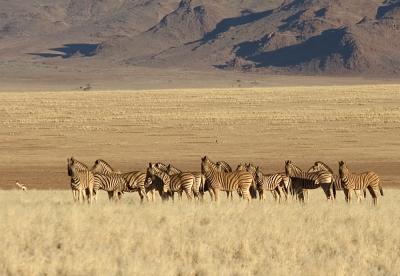 Mountain Zebra