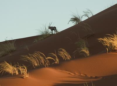 Oryx, Namibia, 2004
