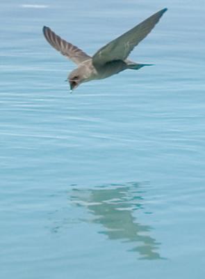 Swallow, Namibia, 2004