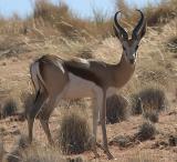 Springbok