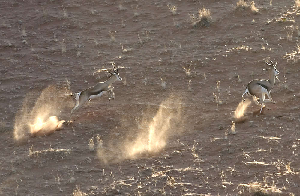 Springbok, Namibia, 2004