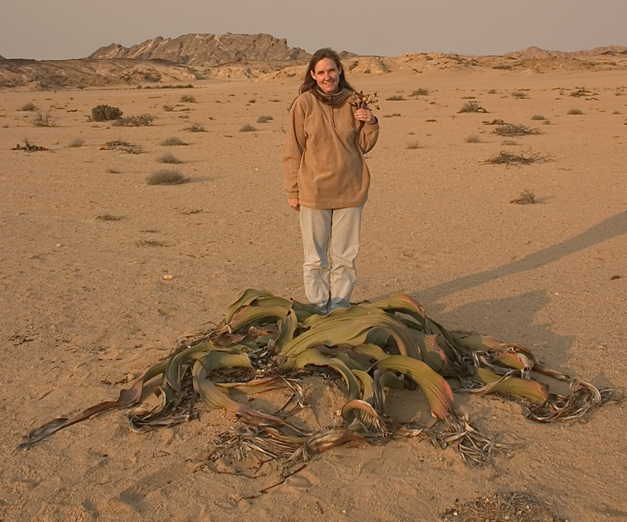 Welwitchia Plant, Swakopmund, Namibia, 2004