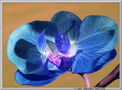 BLUE-orchid.jpg