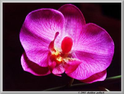 orchid-1.jpg