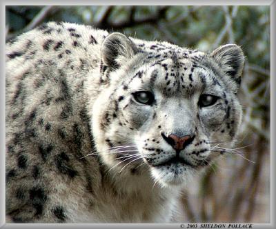 u25/pollackphoto/medium/14763558.snowleopard.jpg