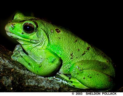 bright-green-frog.jpg