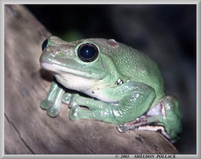 green-frog-5.jpg