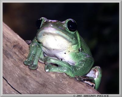 green-frog-7.jpg