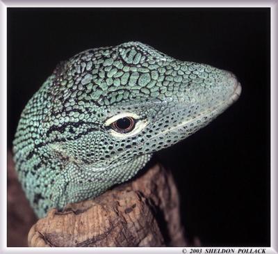 green-lizard.jpg