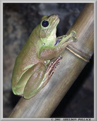 tree-frog-2.jpg