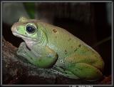 Another-green-frog.jpg