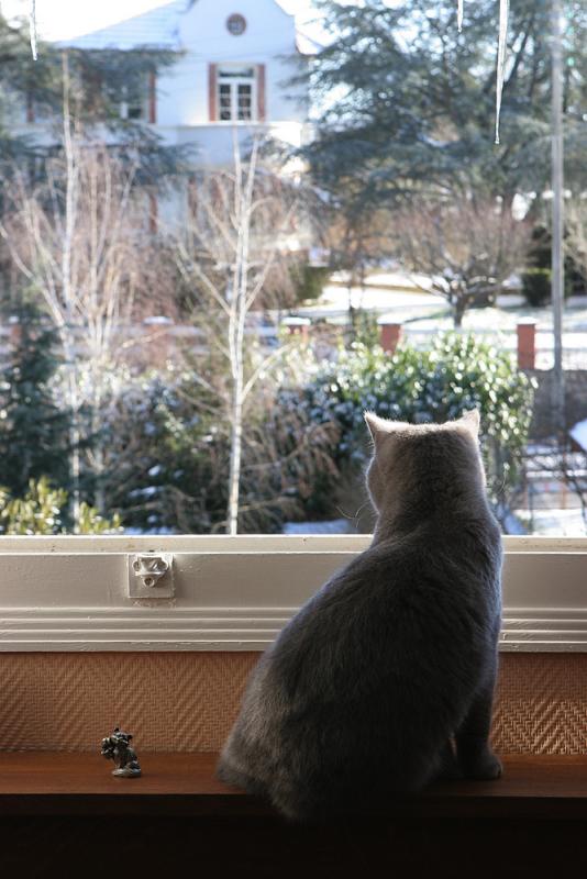 Un chat en hivers
