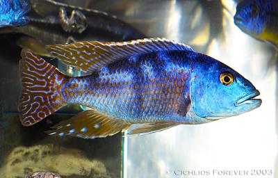 Nimbochromis fuscotoeniatus