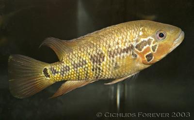 Parachromis motaguense