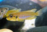Lamprologus occelatus