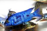 Copadichromis azureus