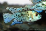 Nandopsis octofasciatum Blue (Blue Jack Dempsey)