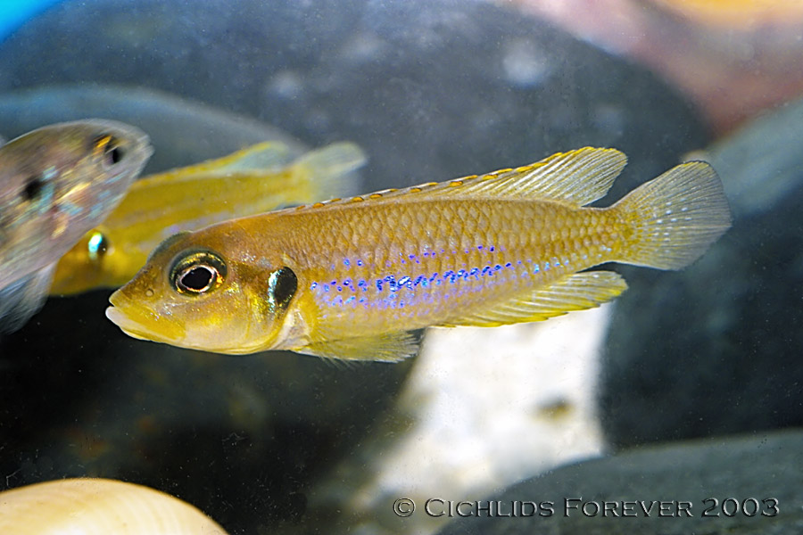 Lamprologus occelatus
