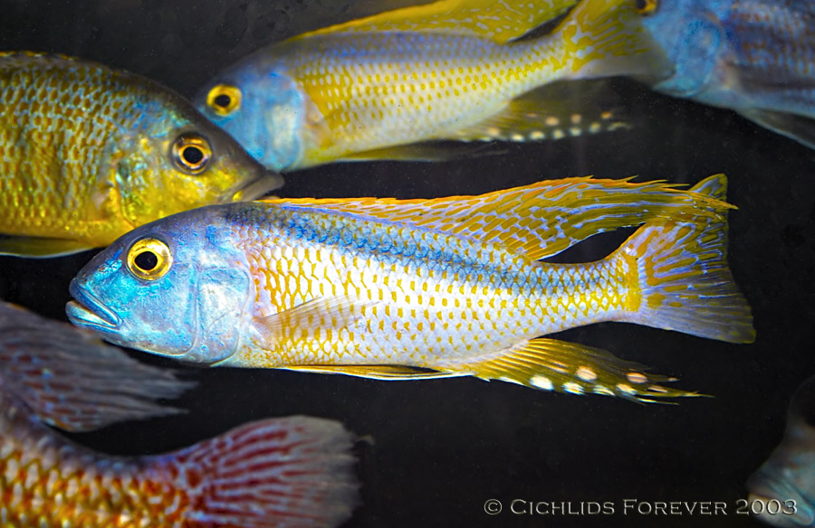 Buccochromis rhoadesii