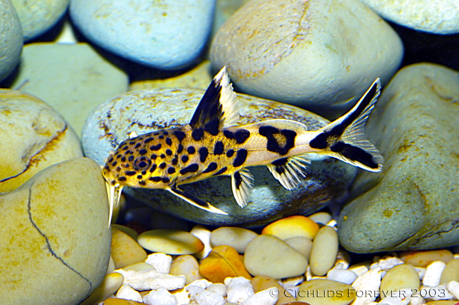 Synodontis multipunctatus