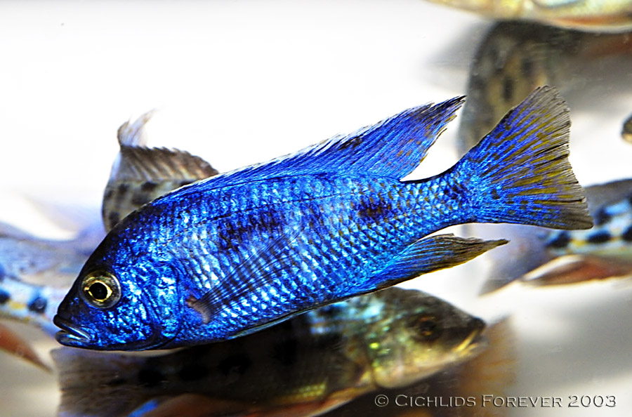 Copadichromis azureus
