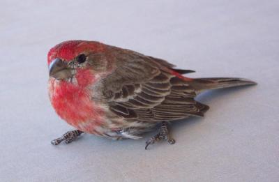 Stunned House Finch