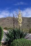 Flowering Yucca