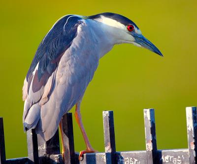 D2H_0124BCNHeron.jpg