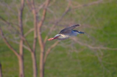 D2H_0172BCNHeron.jpg