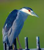 D2H_0126BCNHeron.jpg